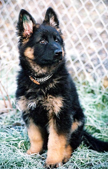 Senna-sitting.jpg