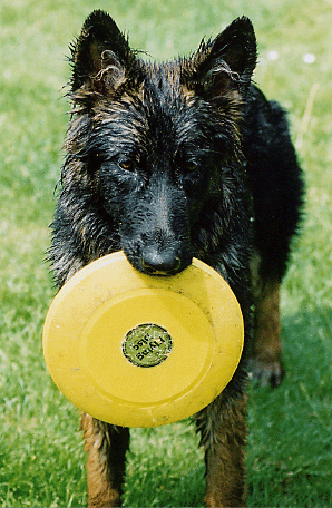 Senna_Frisbee