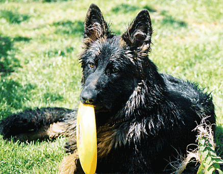 Senna_Frisbee2