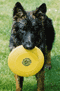 Senna_Frisbee_thumb.gif