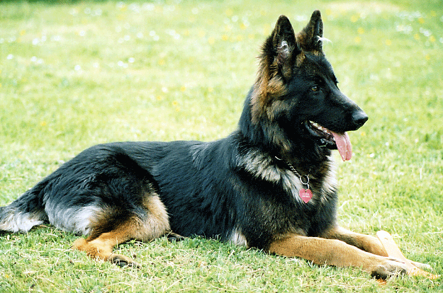 Senna_laying3